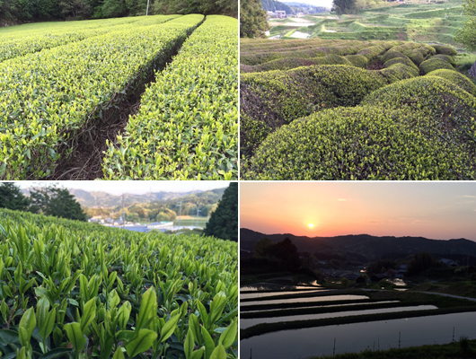無農薬 有機栽培茶 和カフェ 遊茶庵