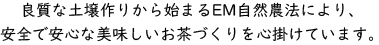 お茶のお中元