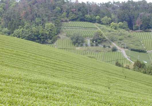 無農薬 自然農法 お茶