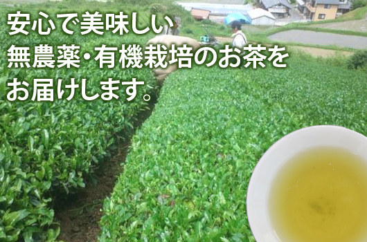 竹西農園では無農薬のお茶を作っております。