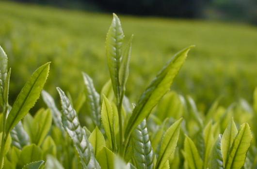 無農薬・有機栽培茶 大和茶