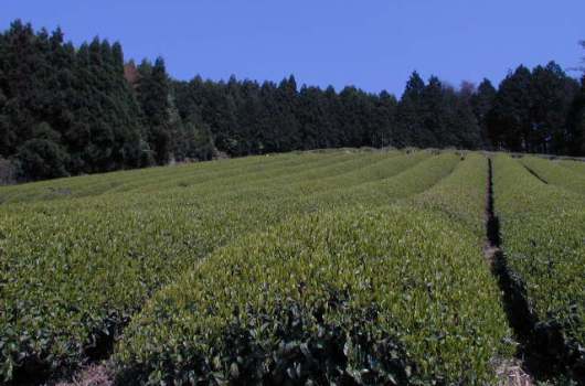 無農薬・有機栽培茶 大和茶
